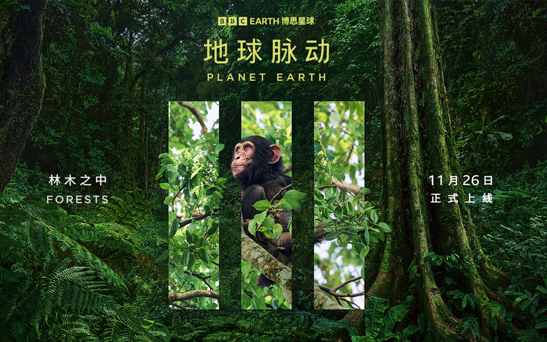 地球脉动 第三季 林木之中