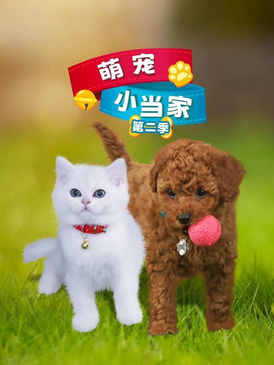 萌宠小当家 第二季 海报