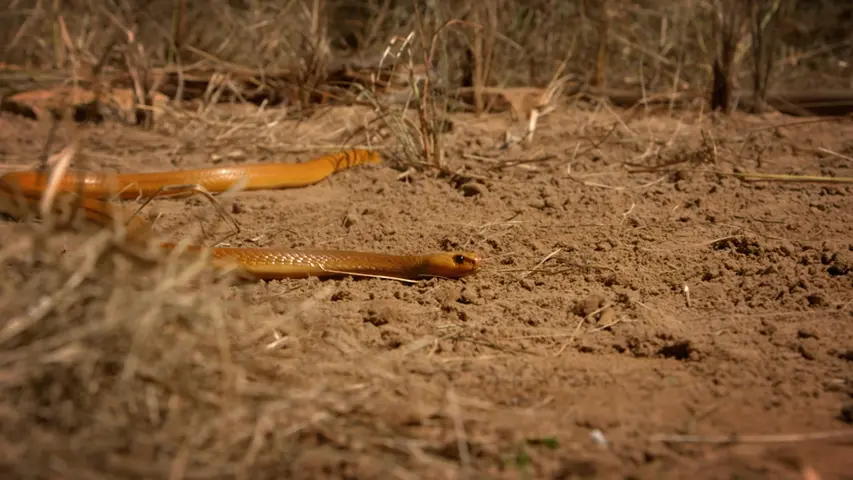 《疯狂的蛇》第2集