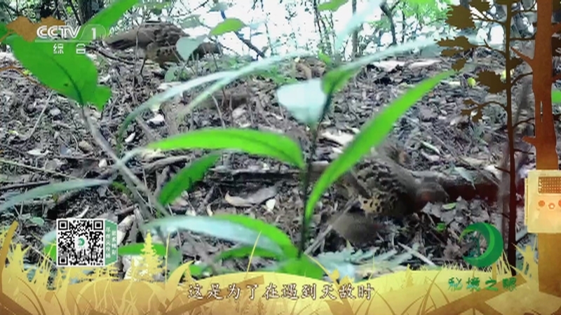 秘境之眼 《秘境之眼》 灰胸竹鸡 20230405