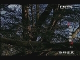 动物世界 《动物世界》 20130816 聪明的狒狒（下）