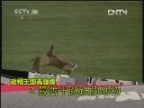 芝麻开门【央视】 《芝麻开门》 20121119 17：15