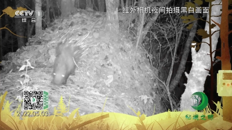 秘境之眼 《秘境之眼》 豪猪 20221111