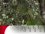 动物世界 《动物世界》 20170415 火山口狮群大作战