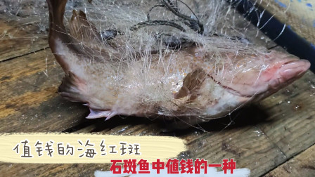 南澳岛赶海日记 彪哥出海必定精彩，这次捕获一条超大海红斑，是石斑鱼值钱的一种