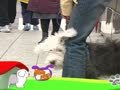 狗狗日记 第126天 树叶可以吃吗