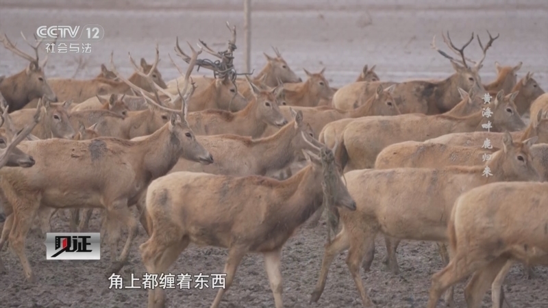 见证 《见证》 20250309 黄海畔 鹿归来