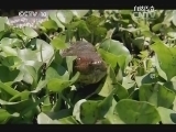 自然传奇 《自然传奇》 20140917 遭遇巨蟒