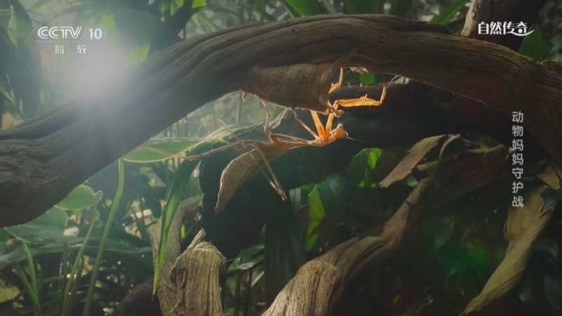 《自然传奇》 20251222 动物妈妈守护战