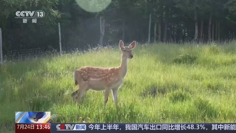新闻直播间 《新闻直播间》 20260724 13:00