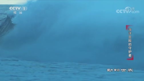 动物世界 《动物世界》 20200323 海洋宫殿的守护者