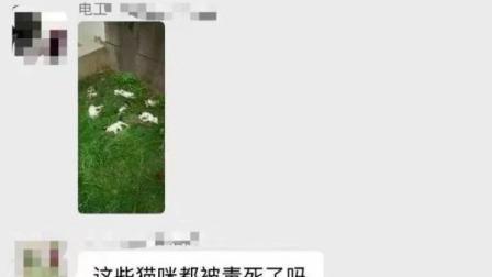 浙江平阳县一小区电工被指杀死数只流浪猫，警方已介入