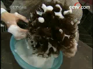 芝麻开门【央视】 自制纯天然洗发水
