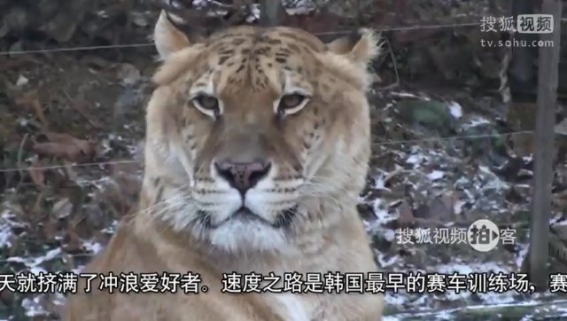 韩国之旅 【拍客】韩国之旅首尔爱宝乐园野生动物园近距离接触猛兽野禽