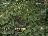 致富经 《致富经》 20151118 招财的小耳猪