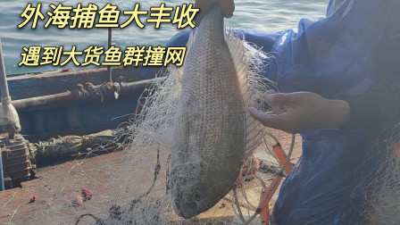 南澳岛赶海日记 渔民外海捕鱼大丰收，遇到大货鱼群撞网，一连的上了20条大货