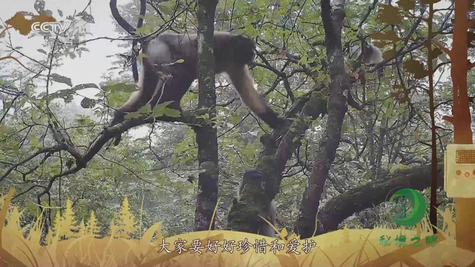 秘境之眼 《秘境之眼》 川金丝猴/黔金丝猴/滇金丝猴 20231010
