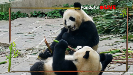熊猫慢直播｜竹影轻摇曳，熊猫悠然自得时