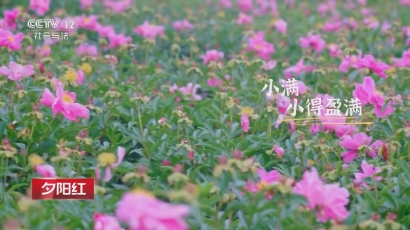 夕阳红 《夕阳红》 20260522 小满盈夏（2）