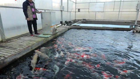 精品锦鲤养殖者——王继强