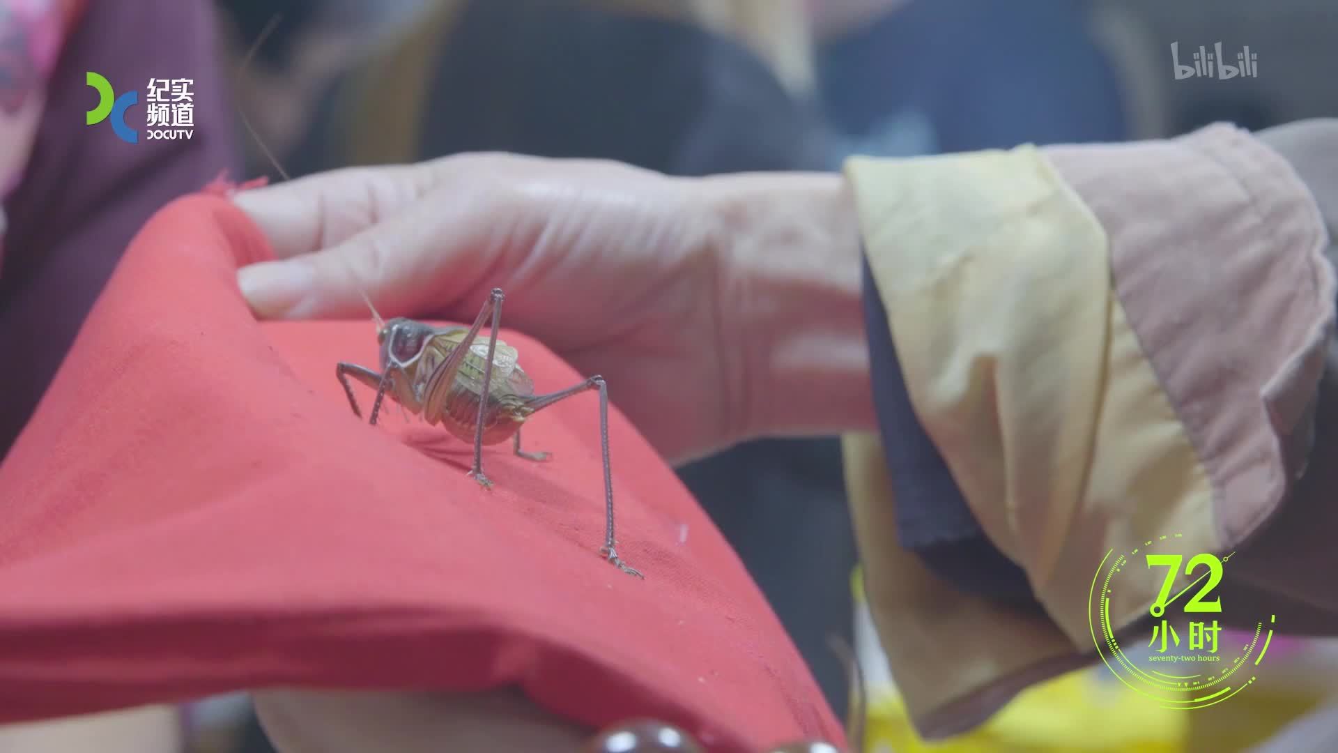 市中心的花鸟市场