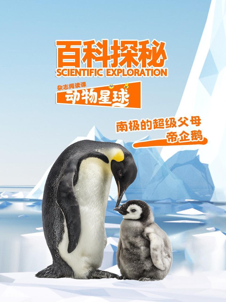 百科探秘动物星球：南极的超级父母帝企鹅