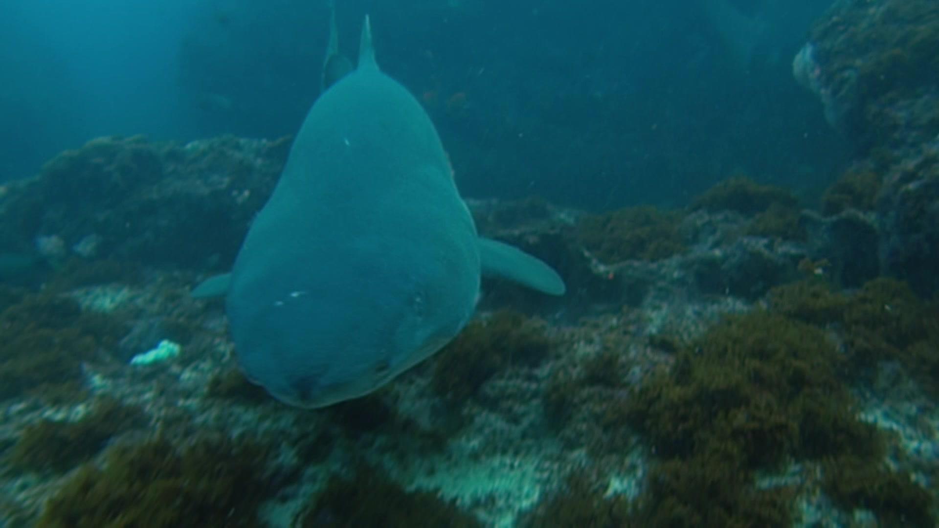 深海杀手：危机四伏