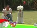 狗狗日记 第237天 Alpha来这边