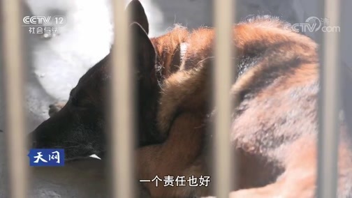 天网 《天网》 20191004 永远的战友·不能没有你