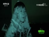 绿野寻踪 《绿野寻踪》 20180606