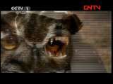 动物世界 《动物世界》 20111205