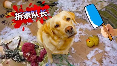 养了这只狗 少活好几年 75
