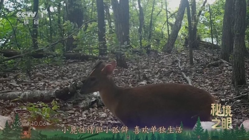 秘境之眼 《秘境之眼》 小麂 20250426