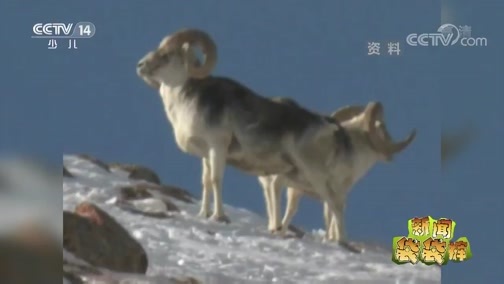 新闻袋袋裤 《新闻袋袋裤》 20190508