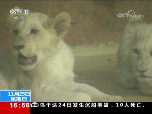 新闻直播间 《新闻直播间》 20181125 16:00
