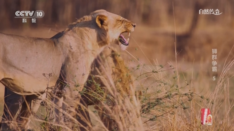 自然传奇 《自然传奇》 20230204 狮群争霸 5