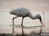 动物世界 《动物世界》 20180131 水牛与狮子的争战