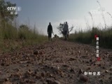 动物世界 《动物世界》 20170830 狮在险途篇（一）