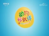 芝麻开门【央视】 《芝麻开门》 20171127 动物好伙伴
