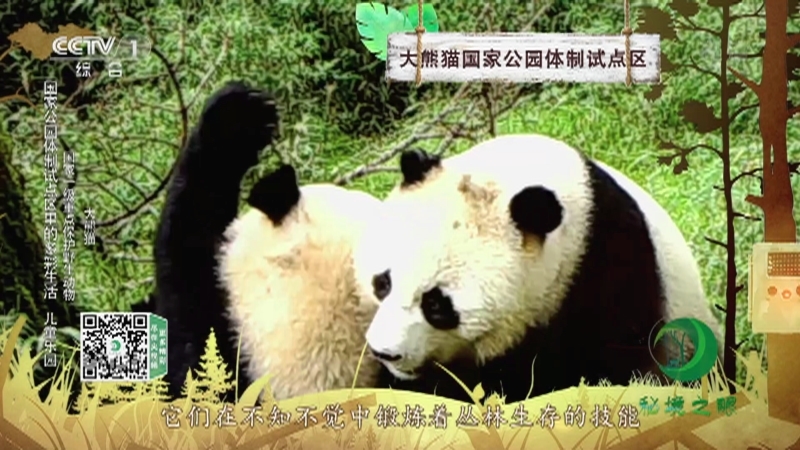 《秘境之眼》 大熊猫/川金丝猴/四川羚牛/海南长臂猿 20211002