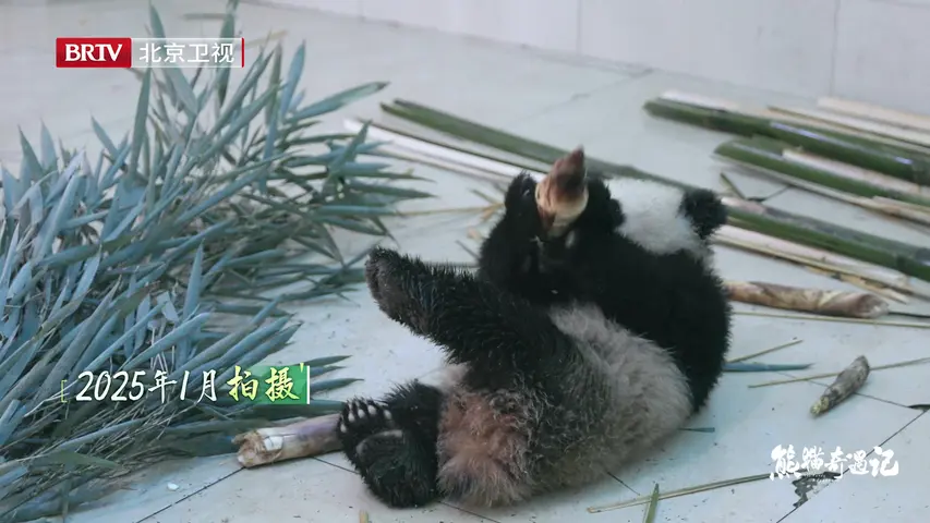 《熊猫奇遇记》第6集