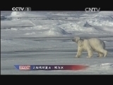 人与自然 《人与自然》 20140131 自然故事：北极熊的夏天-熊与冰