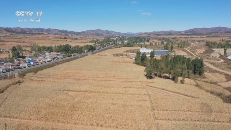 《谁知盘中餐》 20251014 丰收来敲门 神奇的采收