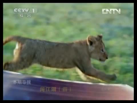 动物世界 《动物世界》 20130401 闯江湖（四）