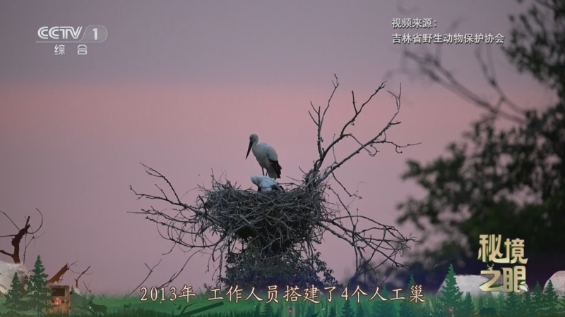 秘境之眼 《秘境之眼》 东方白鹳 20250409