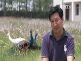 生财有道 《生财有道》 20150713 英语老师的孔雀财富