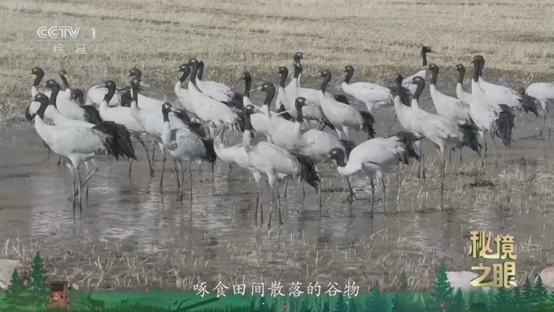 秘境之眼 《秘境之眼》 黑颈鹤 20260619