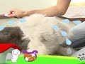 狗狗日记 第131天 好热唷