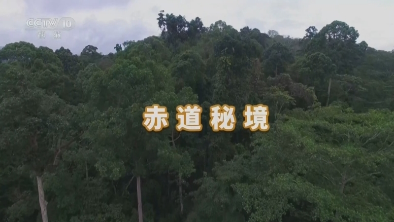 《自然传奇》 20260406 赤道秘境