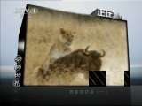 动物世界 《动物世界》 20110528